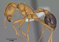 Pogonomyrmex californicus (Insecta: Hymenoptera: Formicidae)