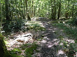 阿邦当的石器磨制石遗址，位于德勒森林（forêt de Dreux）