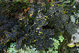 Pseudocyphellaria granulata growing in Parque Etnobotanico Omora on Isla Navarino, Chile. This species has brilliant yellow soralia.