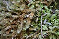 Moss, Ptychomnion aciculare