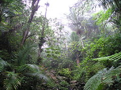 Endemic vegetation in the Baño de Oro Natural Area