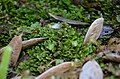 Liverwort, Riccardia sp