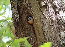 A gray bird inside the tree hole