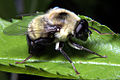 Mallota cimbiciformis （軟毛蚜蠅屬）