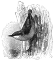 Nuthatch from The Natural History of Selborne, and the Naturalist's Calendar