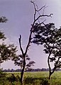 Landscape view of a leafless tree