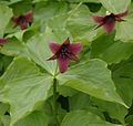 红色延龄草(Trillium erectum)