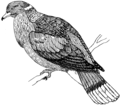 Wood Pigeon (PSF).png