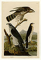 141. I. Goshawk - . Stanley Hawk