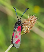 Female