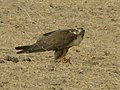 AB012 Laggar Falcon feeding on a spiny-tailed lizard