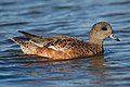 American Widgeon.