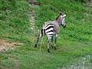 Female zebra