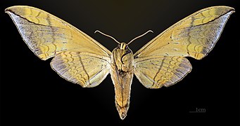 ventral