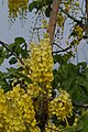 Cassia fistula