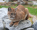 Cougar