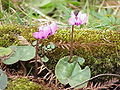 Cyclamen coum