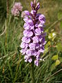 Dactylorhiza maculata