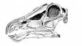 Diplodocus skull