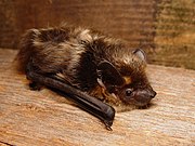 Brown bat