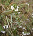 Euphrasia nemorosa