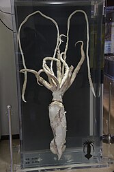 #573 (12/3/2014) Medium-sized specimen caught alive in Tokyo Bay, Japan, on 12 March 2014. Displayed in formalin at Kannonzaki Nature Museum, Kanagawa Prefecture (see also lateral view and closeup of suckers of tentacle and arm), together with a second, acrylic-embedded specimen (#632).