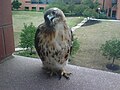 An immature red-tailed hawk looking at the chemists inside E500 at the DuPont Experimental Station.