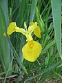 Iris pseudacorus