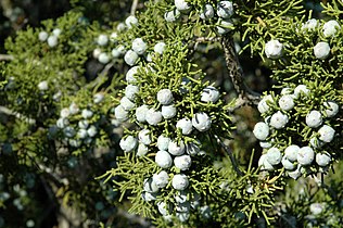 Western juniper berries