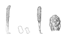 Five line drawings side by side of two different species of sea pens. Some of the creatures are tall and be skinny, just like a pen, but a few are short and stout. They look like a cross between coral, seaweed, and muscles.