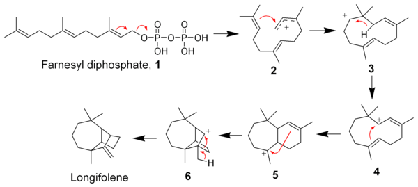 The biosynthesis of Longifolene