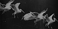Image 13Flying pelican captured by Marey around 1882. He created a method of recording several phases of movement superimposed into one photograph (from History of film technology)