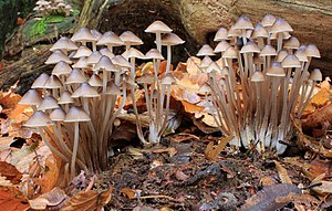 Mycena inclinata mushrooms
