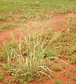 Image 10Native millet, Panicum decompositum, was planted and harvested by Indigenous Australians in eastern central Australia. (from History of agriculture)