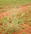 Image 34Native millet, Panicum decompositum, was planted and harvested by Indigenous Australians in eastern central Australia. (from History of agriculture)