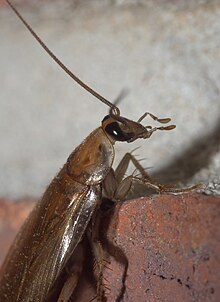 colour photograph of a banded wood cockroach (Parcoblatta zebra). It is brown with large black eyes and is very stereotypically cockroach shaped.