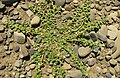 The green herb pygmy goosefoot