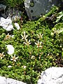 Saxifraga bryoides