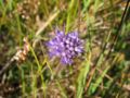 Succisa pratensis on the German island Hiddensee