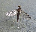 Sylvicola dubius with spread wings in Rotorua, New Zealand