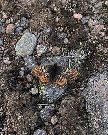 Picture of a black, orange, and tan butterfly on a green insect net.