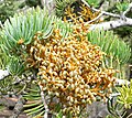 Foliage, with Arceuthobium abietinum infestation