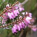 File:Calluna February 2011 Yorkshire.jpg