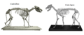 Skeletons of two mammals, a dire wolf and a gray wolf