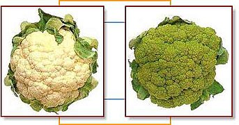 White and green cauliflower