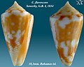 Conus flavescens Sowerby, G.B. I, 1834