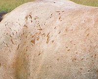 Corn marks or corn spots occur where a roan's skin has been damaged. The hair grows back in without any white.