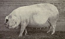 old photograph of a fat pale sow, her ears hanging forward over her face