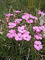 Dianthus pavonius