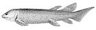 瓦氏双翼鱼（Dipterus valenciennesi）